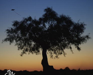 silhouette-kite-arlington-tx-photographer